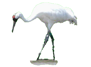 Whooping Crane